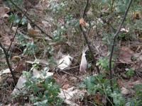 P3123987 1280 X 1024